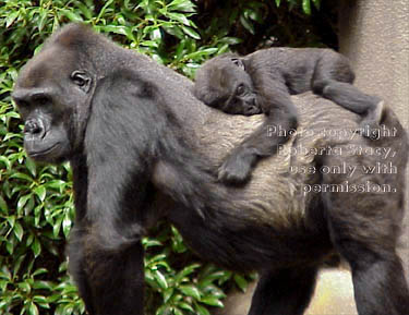 western lowland gorillas