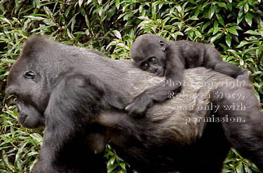 western lowland gorillas