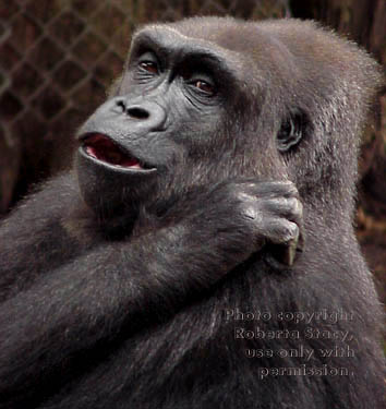 western lowland gorilla