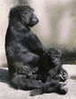 western lowland gorilla & baby