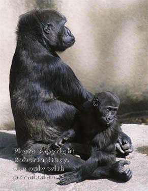 western lowland gorilla & baby