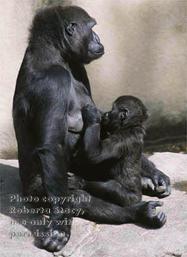 gorilla & 18-month-old baby