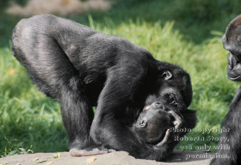 young gorillas playing