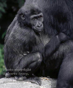 2-year-old gorilla