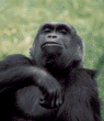 western lowland gorilla