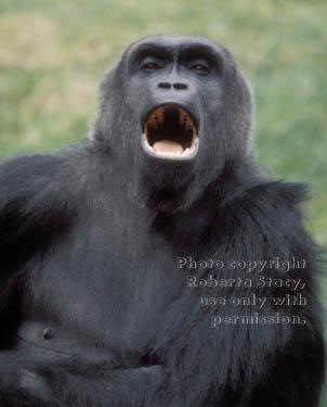 western lowland gorilla