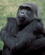 western lowland gorilla