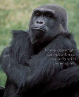 western lowland gorilla