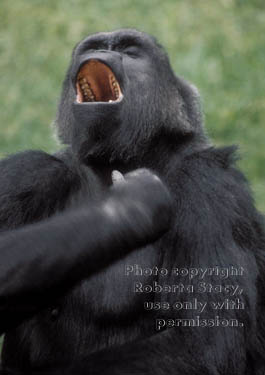 western lowland gorilla