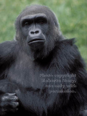 western lowland gorilla