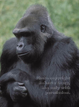 western lowland gorilla