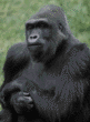 western lowland gorilla