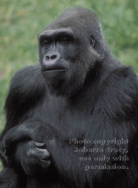 western lowland gorilla