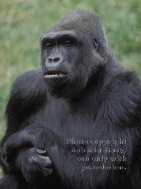 western lowland gorilla