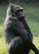 western lowland gorilla