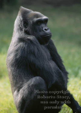 western lowland gorilla