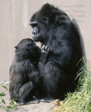 lowland gorilla & her baby