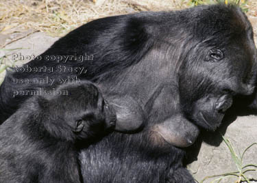 lowland gorilla & her baby