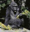 western lowland gorilla