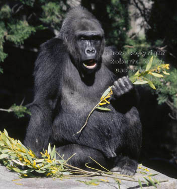 western lowland gorilla