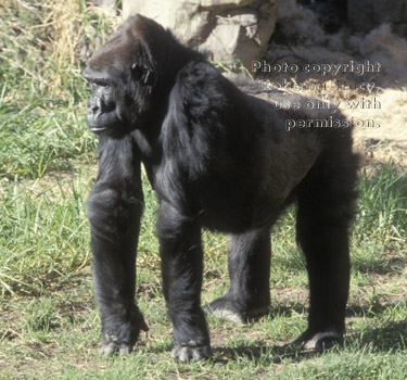 western lowland gorilla