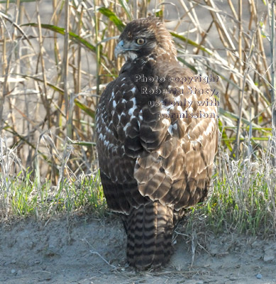 red-tailed hawk sitting, rear view