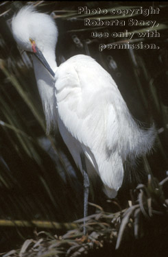 snowy egret in tree