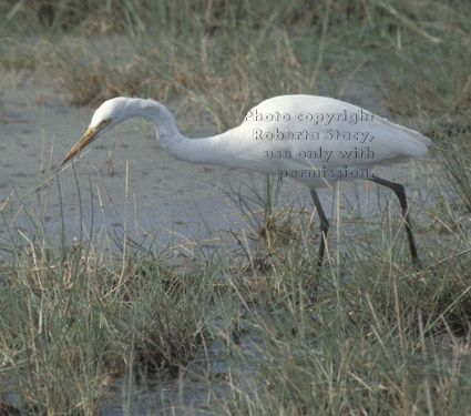 yellow-billed egret Tanzania (East Africa)