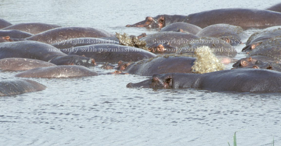 hippopotamuses in hippo pool