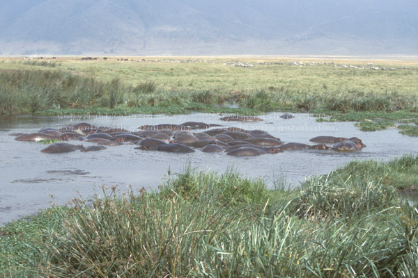 hippopotamuses in the Ngorongoro Crater Tanzania