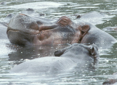 hippopotamuses in the Serengeti Tanzania (East Africa)