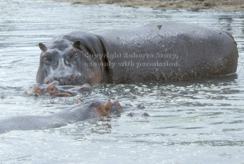 hippopotamuses Tanzania (East Africa)