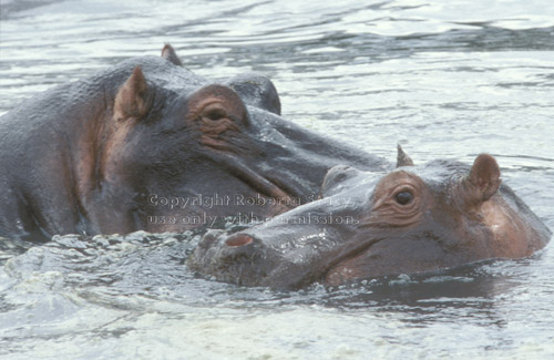 hippopotamuses in the Serengeti Tanzania (East Africa)