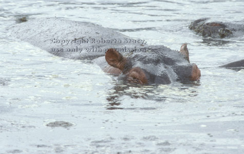 hippopotamus Tanzania (East Africa)