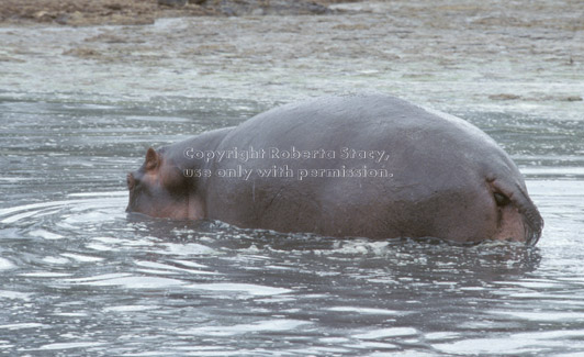 hippopotamus standing in water