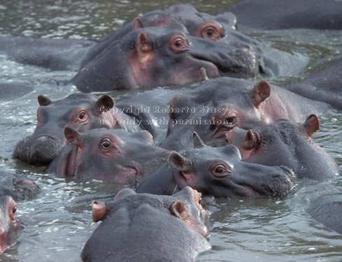 hippopotamuses Tanzania (East Africa)