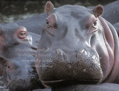 baby and mother hippopotamuses