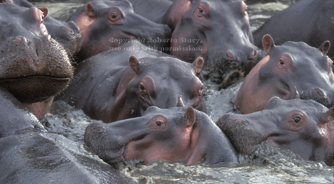 lots of  hippopotamuses Tanzania (East Africa)