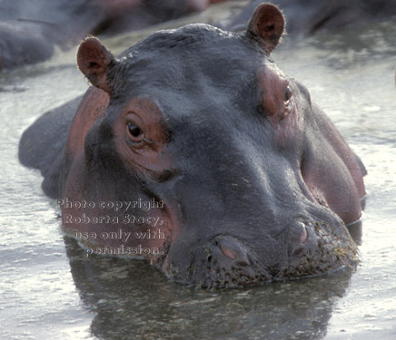 hippopotamus Tanzania (East Africa)