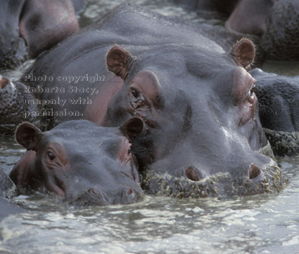 baby hippopotamus with its mother