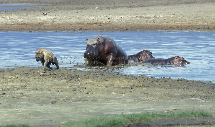 mother hippopotamuses chasing spotted hyena away from her babies