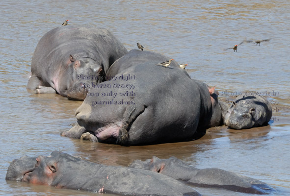 sleeping hippopotamus cows and calf