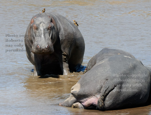 standing and lying down adult hippopotamuses