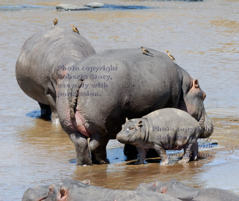 standing baby and adult hippopotamuses