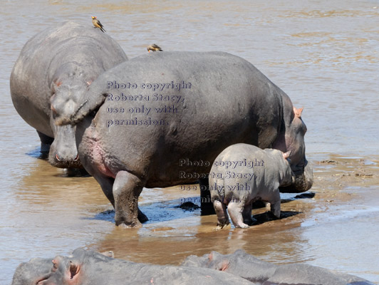 hippopotamus cow and her calf walking in river