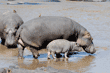 hippopotamus mother and baby walking in river