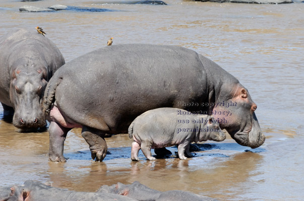 hippopotamus mother and baby walking in river