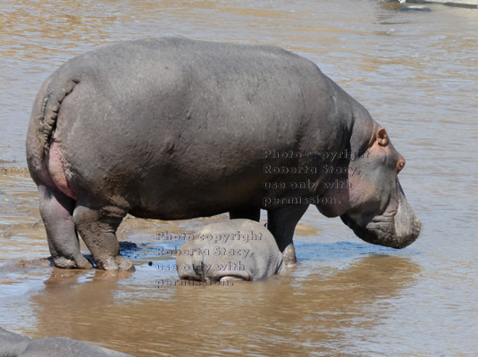 hippopotamus cow and her calf getting ready to go under water