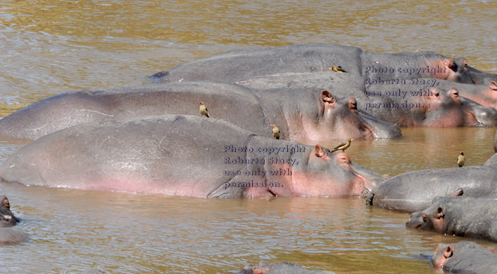 hippos sleeping in river with oxpeckers on their heads and backs