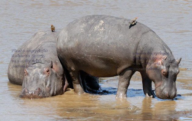 adult and juvenile hippopotamuses in river